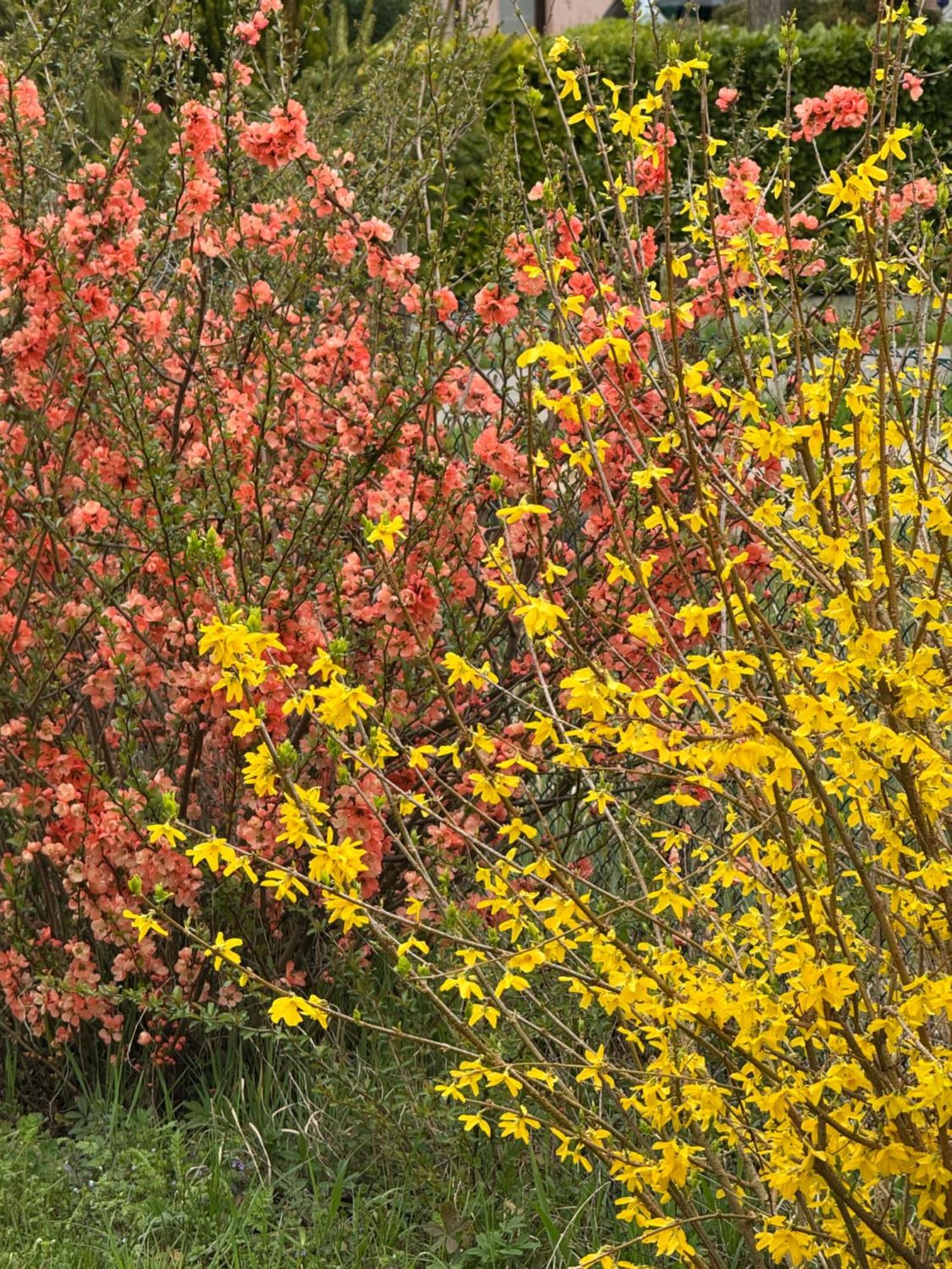 Pool & Garden Villa Lelia Mirano Buitenkant foto